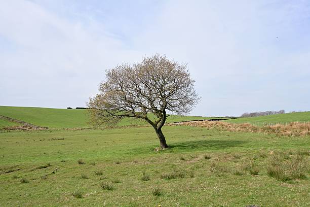 lone English oak tree in a open field spring time on a sunny day
