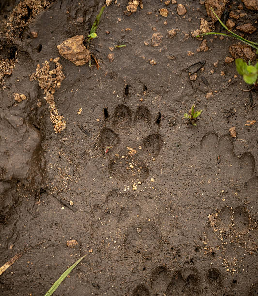 istock Channel Island Fox Print In Mud 2210106975
