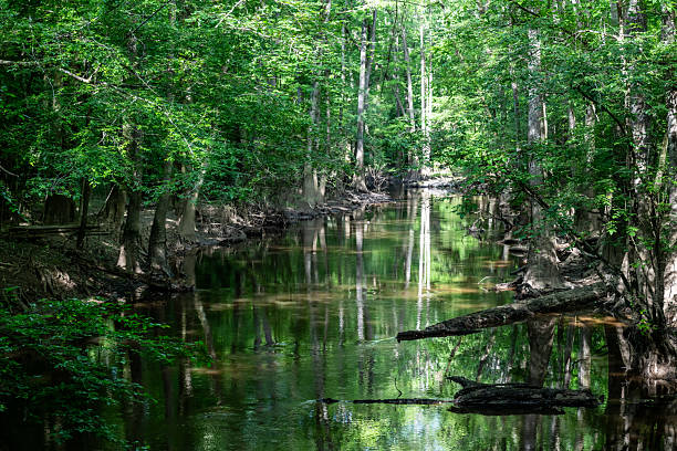 istock Waters of Cedar Creek Cut through Cypress Trees 2210109223