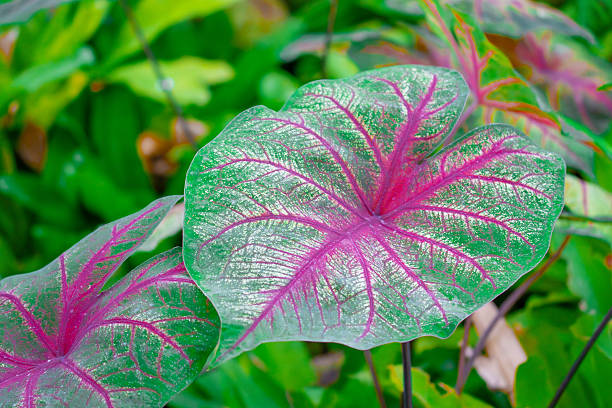 istock Group of Caladium Leaves in Jungle Setting 2210111131