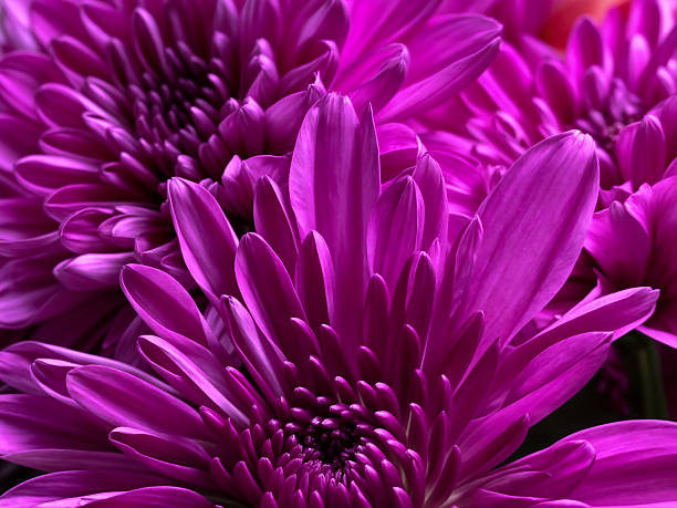 Macro shot of vivid magenta chrysanthemums with layered petals. Bold floral texture ideal for nature themes, greeting cards, and print design.
