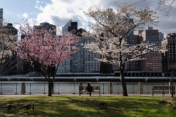 istock Roosevelt Island City View 2210114976
