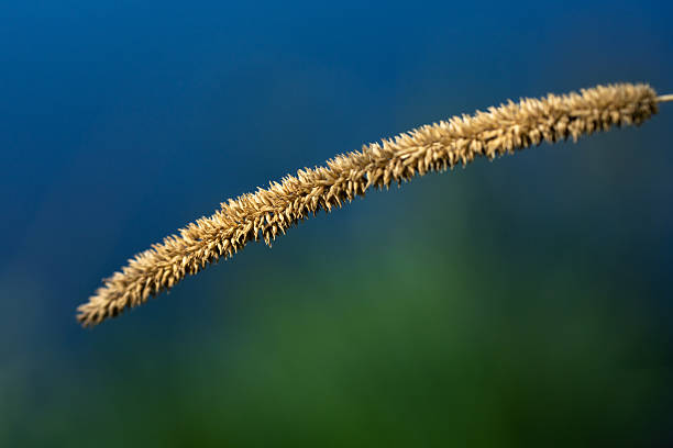 a prickly long golden spike of grass close-up against a blurred blue-green background of sky and river