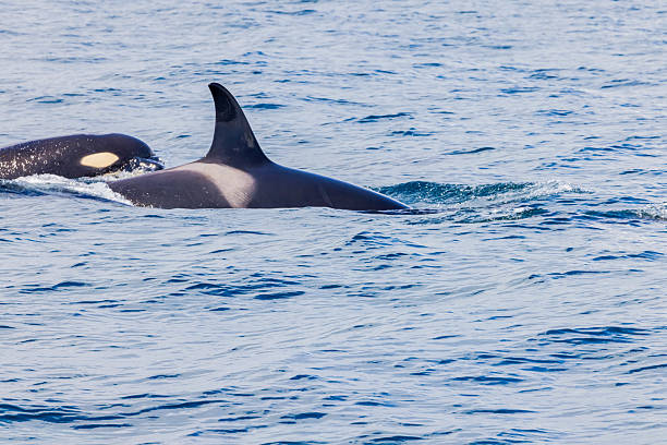 istock Orca in Rausu, Hokkaido, Japan 2210119005