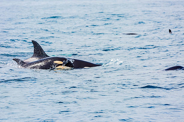 istock Orca in Rausu, Hokkaido, Japan 2210119006