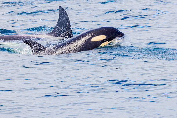 A killer whale in Antarctic waters and environments gerlache strait killer wales . Antarctica