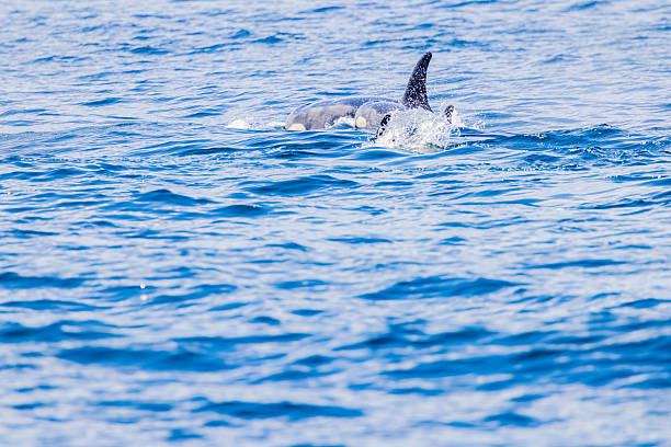 Whale watching, Juneau, Alaska
