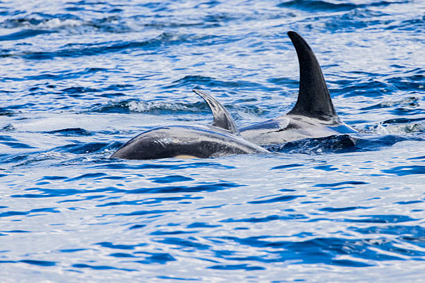 istock Orca in Rausu, Hokkaido, Japan 2210119067