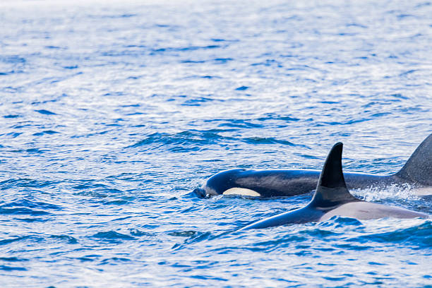 A killer whaler swimming in the ocean