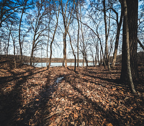 Woodland Forest scene of tall trees creating long dark Shadows onto the ground. Lake views in the distance. Located on  the North Fork Trail within the Clinton Lake State Recreational Area in DeWitt County, Illinois, USA.