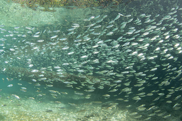 istock Schooling Fish Inhabit a Blue Water Mangrove 2210120467