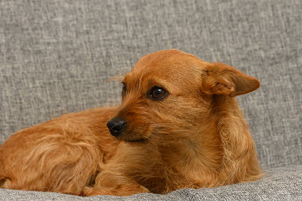istock Curious brown dog rests on a cozy gray couch while observing its surroundings in a warm living space 2210120617
