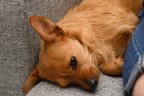 A small dog lies comfortably on a soft sofa, its fur slightly tousled and eyes closed in a blissful nap. Nearby, a human relaxes with the pup, creating a sense of warmth and companionship.
