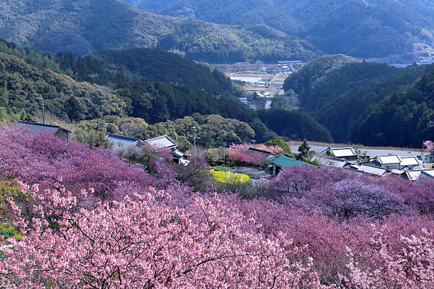 istock View of the train from Sodayama in spring (Susaki City, Kochi Prefecture) 2210122989