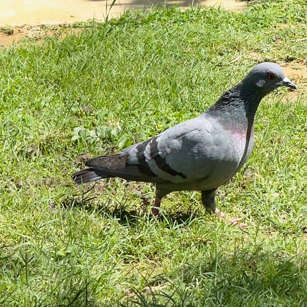 istock Pigeon standing on the grass 2210123779