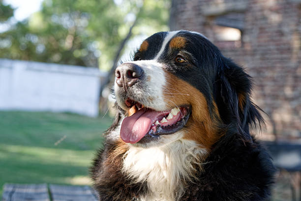 istock Female Bernese Mountain Dog face Copy space 2210125183