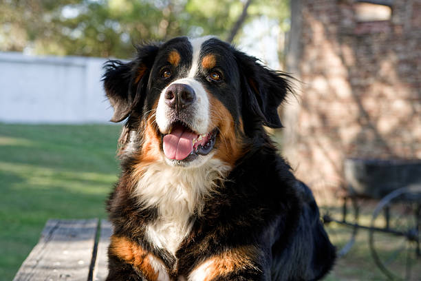 istock Bernese Mountain Dog looking at the camera 2210125200