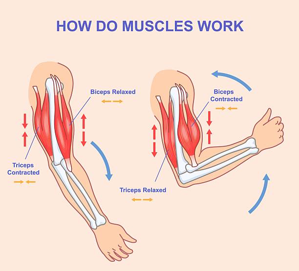 istock How do muscles work. Educational anatomical diagram showing process of contraction and relaxation of arm muscles. Biceps and triceps movements. Cartoon flat vector illustration 2210126430