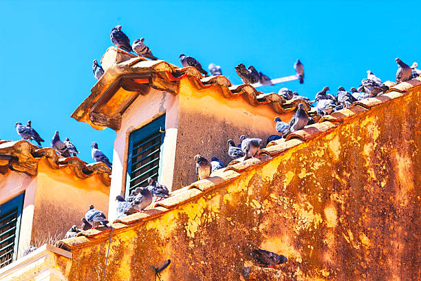 Charming scene of pigeons gathering on the rooftop of a rustic building with terracotta tiles. Weathered walls and shuttered windows add a sense of timeless authenticity beneath vibrant blue sky