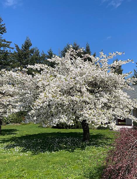 istock Japanese cherry on a sunny spring day 2210129616
