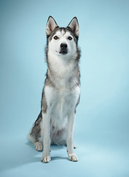 istock Attentive Siberian Husky 2210130531