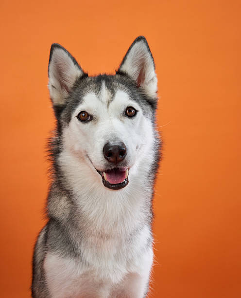istock Happy Siberian Husky on orange backdrop 2210130549