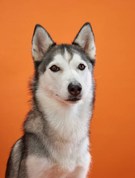 istock Serious Husky portrait on orange 2210130555