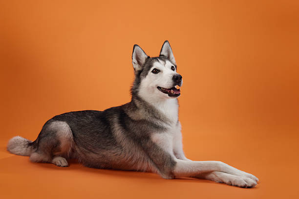 Husky lying comfortably on orange background