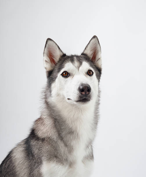 istock Alert Siberian Husky headshot 2210130576
