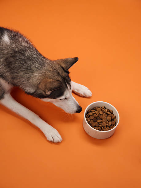 istock Husky observing food bowl on orange backdrop 2210130577