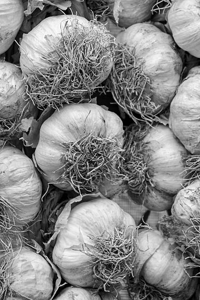 istock garlic plant in black and white 2210130824