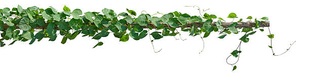 istock vine plant climbing isolated on white background. Clipping path 2210131082