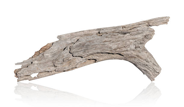 istock branch tree dry cracked dark bark isolated on white background. clipping path 2210131086