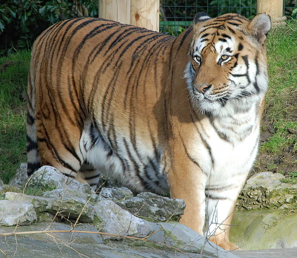 Walking tiger in outdoors. Wildlife animal portrait, nobody.
