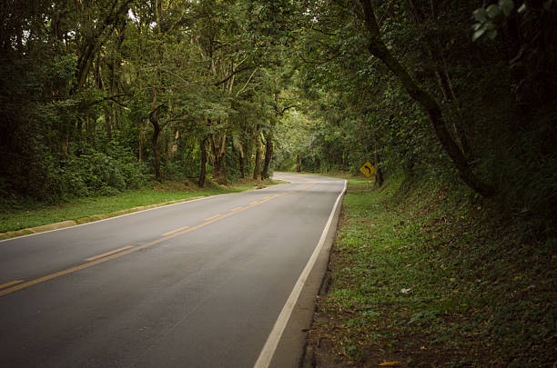 Empty winding road surrounded by dense green forest, leading through a peaceful and natural landscape.
