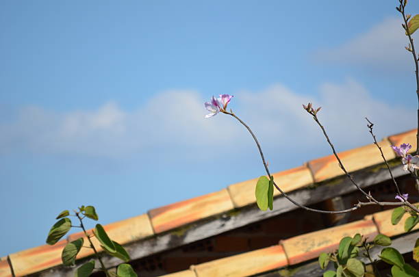 A purple flower on a slender branch against a clear blue sky.