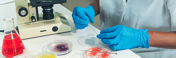 Banner Close up Scientist man hands look at Glass Petri Dish use Microscope research in science laboratory. Banner scientist hands using fungi Dish laboratory chemistry medical lab with copy space