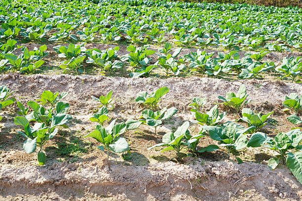 Lacinato Kale grown in the field.