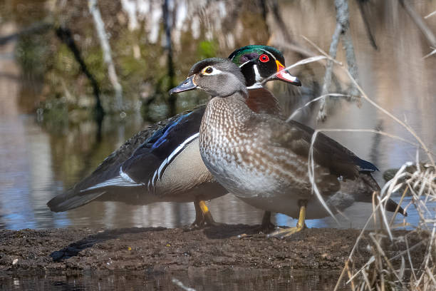 istock Criss-cross woodies 2210144107