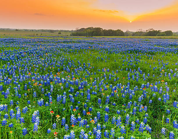 istock Meadow Filled With Texas WIldflowers at Sunset 2210145214
