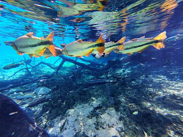 istock Piraputanga fish in Brazi 2210145477