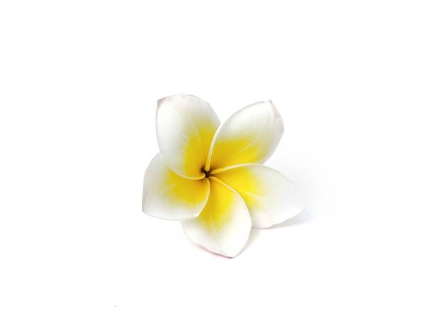 istock Beautiful frangipani flowers (plumeria alba) isolated on white background 2210146603
