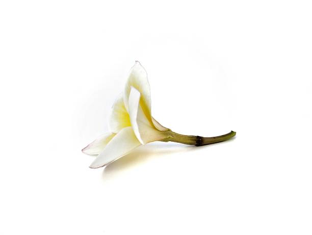 istock Beautiful frangipani flowers (plumeria alba) isolated on white background 2210146605