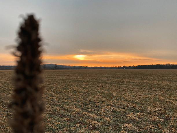 A winter field stretches toward the horizon while a blurred dried plant sits in the foreground at sunset in Wisconsin.