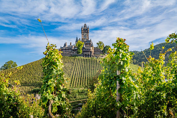Reichsburg Castle sits atop a hill surrounded by lush vineyards, offering a stunning contrast between the medieval architecture and the scenic landscape.