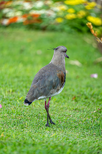 istock Southern Lapwing Close-Up in Urban Park 2210150531