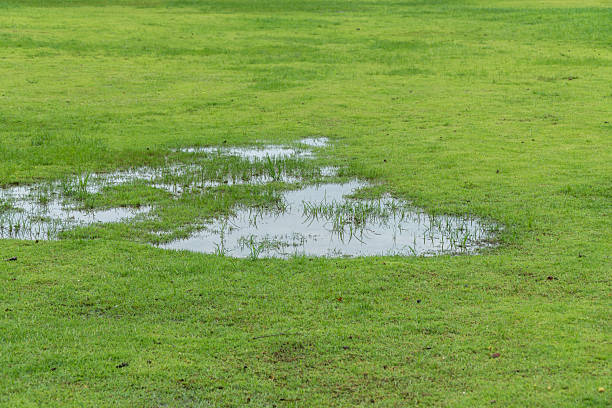 istock Grass died becauseYard Drainage Problems and Waterlogged lawns. 2210152185