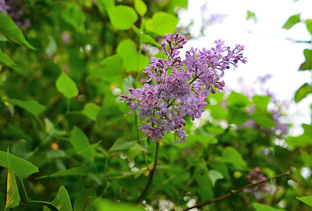 bush with purple lilac flowers in spring, Neuss