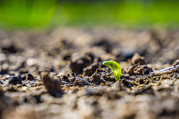 istock The first pea germinal leaves sprouting in the vegetable garden, close-up 2210153565