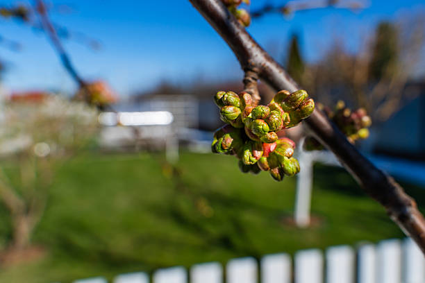 The first spring leaves and flower buds for blooming on a cherry tree branch.